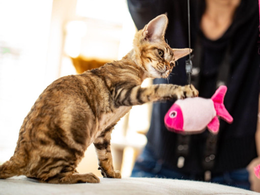 Дэвон рекс играет с рыбкой