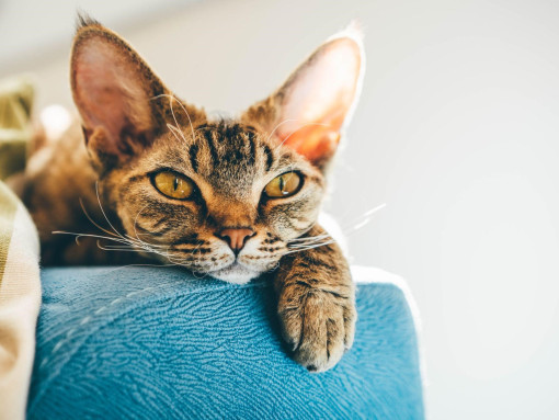 Дэвон рекс лежит на диване