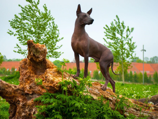 Характер Ксоло