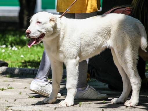 Алабай на прогулке