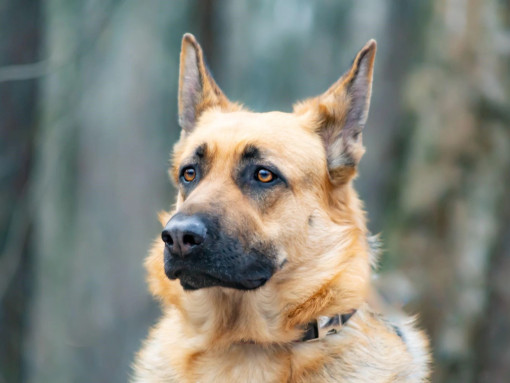 Портрет восточно-европейской овчарки