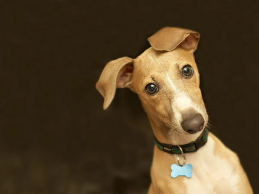 Портрет грейхаунда