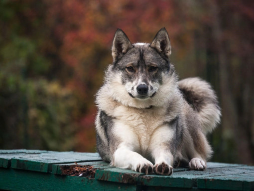 Западно-сибирская лайка