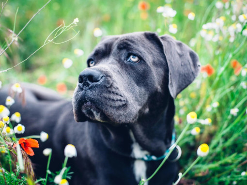 Кане-корсо в цветах