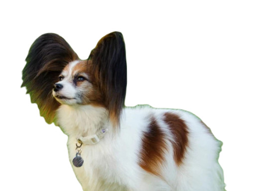 Континентальный той-спаниель