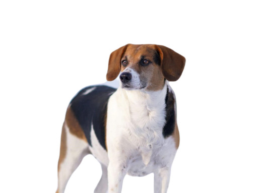 Эстонская гончая