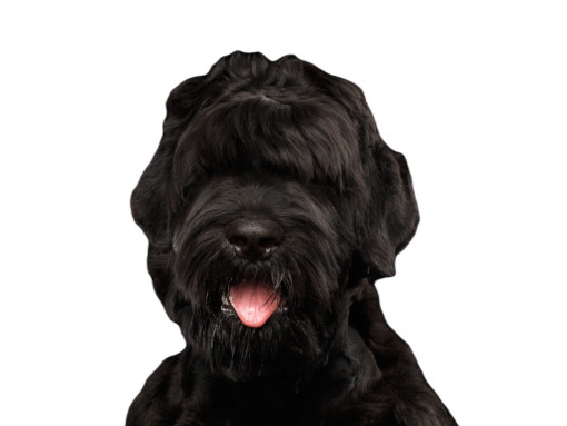 Русский черный терьер