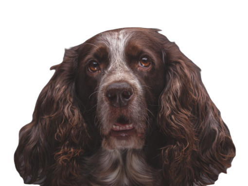 Русский охотничий спаниель