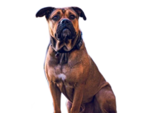 Собака породы Ка-де-бо