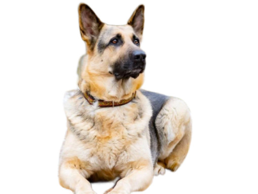 Восточно-европейская овчарка