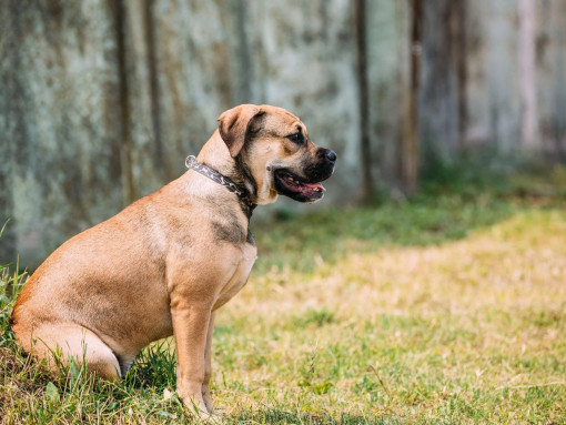 Собака породы Ка-де-бо