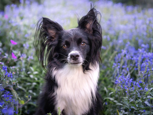 Портрет континентального той-спаниеля