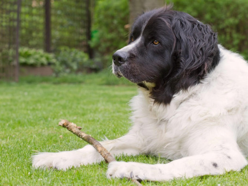 Ландсир на траве с палкой