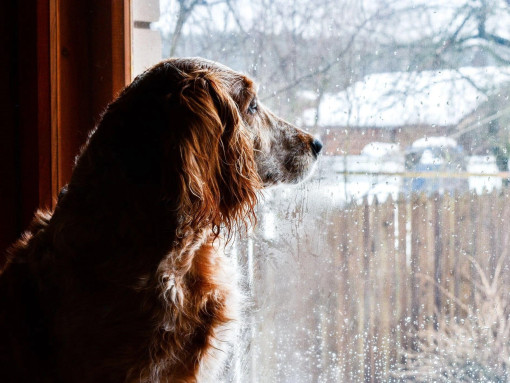 Русский спаниель рыжего окраса смотрит в окно зимой