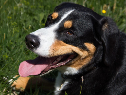 Энтлебухер зенненхунд крупным планом