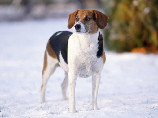 Эстонская гончая на зимней прогулке