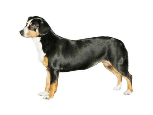 Энтлебухер зенненхунд