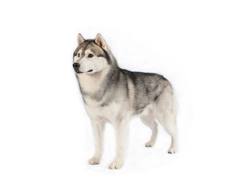 Западно-сибирская лайка