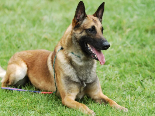 Бельгийская овчарка малинуа лежит на траве