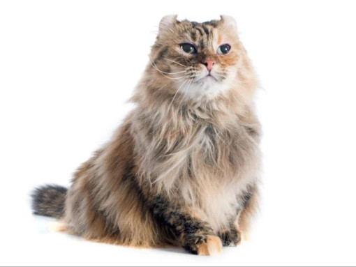 Американский кёрл на белом фоне