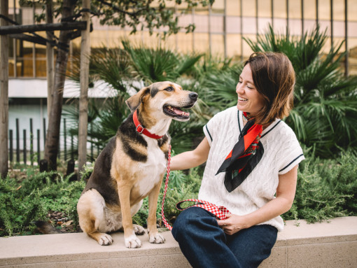 Содействовать поиску хозяев для бездомных животных посредством партнерских программ