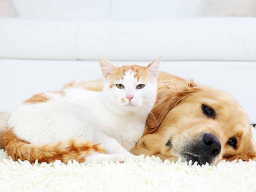 Cat and dog resting together on a white rug