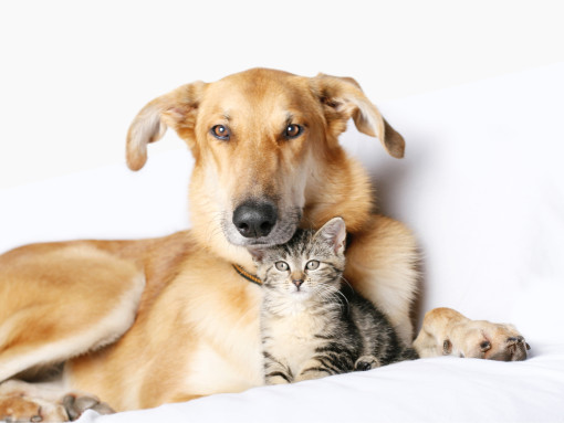 Cat and dog together on the floor
