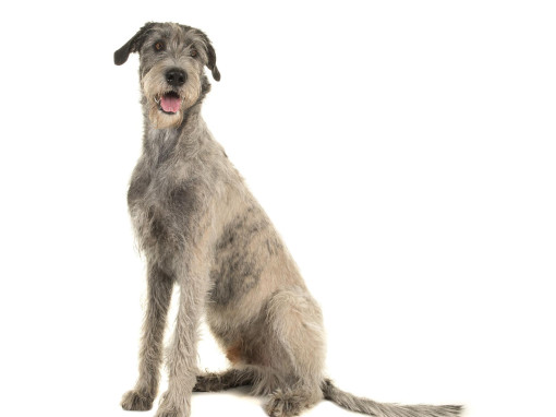 Ирландский Волкодав