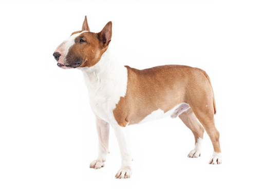 Бультерьер на белом фоне