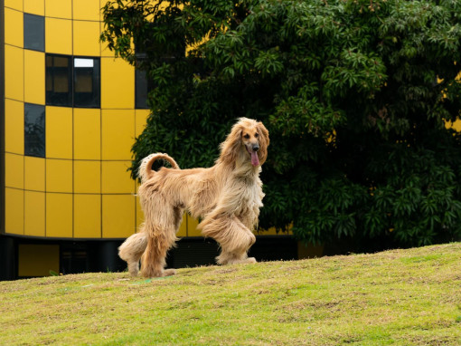 Афганская борзая