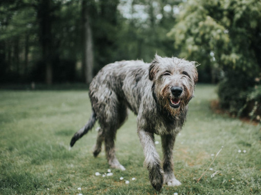 Ирландский волкодав стоит на траве