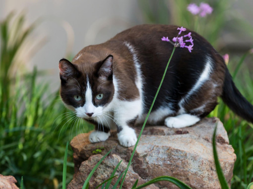 Порода кошек с короткими лапами