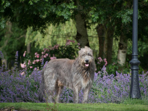 Ирландский Волкодав стоит на траве