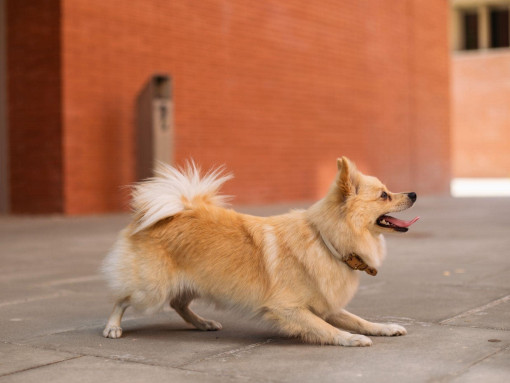 Немецкий средний шпиц играет на улице