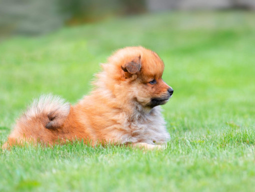 Щенок породы миттельшпиц