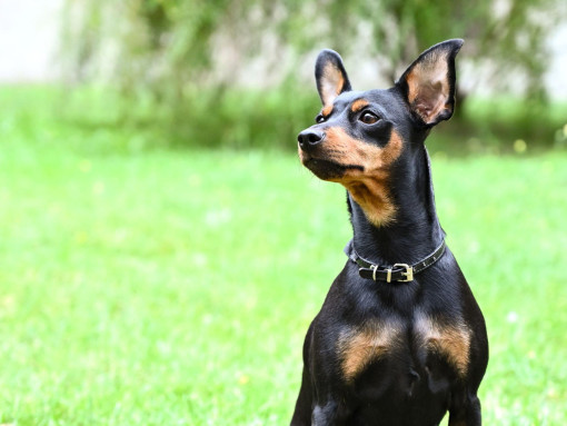 Немецкий пинчер стоит на траве