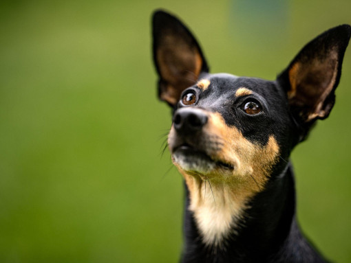 Портрет немецкого пинчера