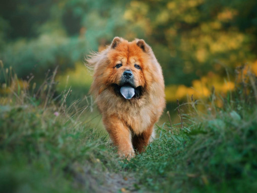 Чау-чау бежит по траве