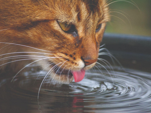 Сомалийская кошка пьет воду