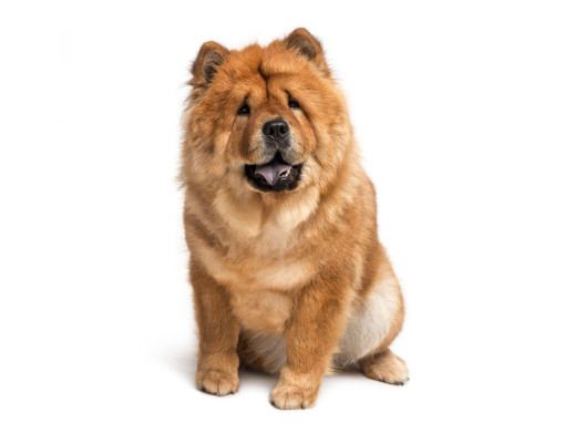 Чау-чау (жесткошерстный)