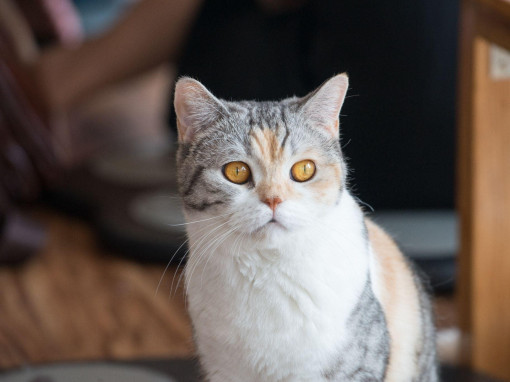 Американская жесткошерстная кошка