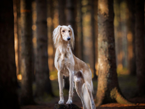 Собака породы салюки стоит в лесу