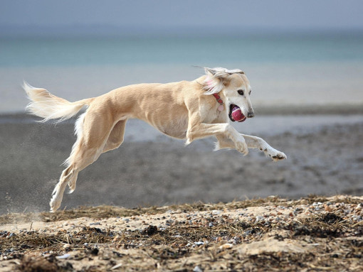 Собака породы салюки играет в мяч