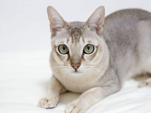 Сингапурская кошка на белом фоне